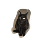 black and white cute cat（個別スタンプ：28）