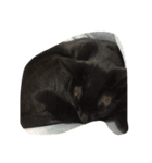 black and white cute cat（個別スタンプ：36）