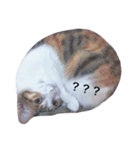 Cat with Poodle（個別スタンプ：1）