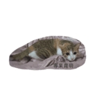 Cat with Poodle（個別スタンプ：2）