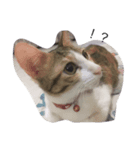 Cat with Poodle（個別スタンプ：3）