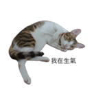 Cat with Poodle（個別スタンプ：4）
