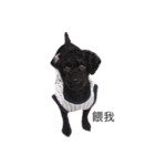 Cat with Poodle（個別スタンプ：6）