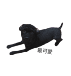 Cat with Poodle（個別スタンプ：7）