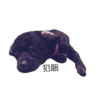 Cat with Poodle（個別スタンプ：8）