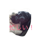 れん＆ひま（個別スタンプ：1）