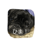 れん＆ひま（個別スタンプ：2）