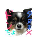 どんちゃん   ほぼおねむ（個別スタンプ：2）
