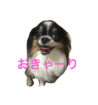 どんちゃん   ほぼおねむ（個別スタンプ：4）