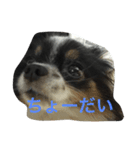 どんちゃん   ほぼおねむ（個別スタンプ：6）