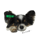 どんちゃん   ほぼおねむ（個別スタンプ：8）