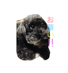 COCO＆RYUKI（個別スタンプ：1）