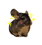 チンチラのちんすこう（個別スタンプ：5）