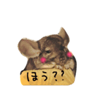 チンチラのちんすこう（個別スタンプ：12）