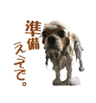 キャバリア りんれん その2（個別スタンプ：4）