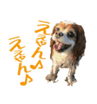 キャバリア りんれん その2（個別スタンプ：6）