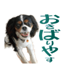 キャバリア りんれん その2（個別スタンプ：22）