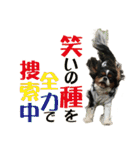 キャバリア りんれん その2（個別スタンプ：24）
