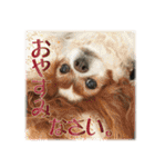 キャバリア りんれん その2（個別スタンプ：25）