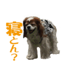 キャバリア りんれん その2（個別スタンプ：26）