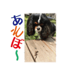 キャバリア りんれん その2（個別スタンプ：27）