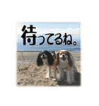 キャバリア りんれん その2（個別スタンプ：28）