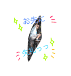 ごとう家のスタンプ（個別スタンプ：15）
