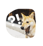 だいだいだいずくんすたんぷ（個別スタンプ：4）