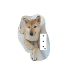 だいだいだいずくんすたんぷ（個別スタンプ：5）