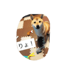 だいだいだいずくんすたんぷ（個別スタンプ：11）
