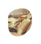 だいだいだいずくんすたんぷ（個別スタンプ：14）