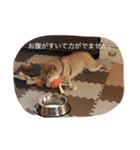 だいだいだいずくんすたんぷ（個別スタンプ：19）