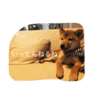 だいだいだいずくんすたんぷ（個別スタンプ：20）