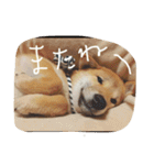 だいだいだいずくんすたんぷ（個別スタンプ：29）