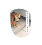 だいだいだいずくんすたんぷ（個別スタンプ：31）