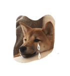 だいだいだいずくんすたんぷ（個別スタンプ：32）