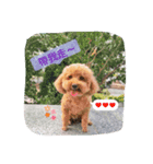 lovely puppy doodoo（個別スタンプ：1）