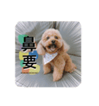 lovely puppy doodoo（個別スタンプ：7）
