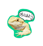 フトアゴみかん太くん（個別スタンプ：1）