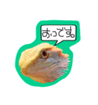 フトアゴみかん太くん（個別スタンプ：2）
