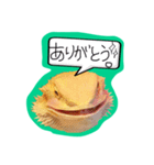 フトアゴみかん太くん（個別スタンプ：3）