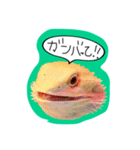 フトアゴみかん太くん（個別スタンプ：4）