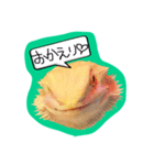フトアゴみかん太くん（個別スタンプ：6）