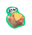 フトアゴみかん太くん（個別スタンプ：8）