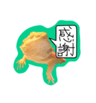 フトアゴみかん太くん（個別スタンプ：10）