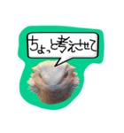 フトアゴみかん太くん（個別スタンプ：16）