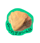フトアゴみかん太くん（個別スタンプ：23）