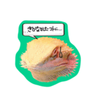 フトアゴみかん太くん（個別スタンプ：28）