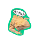 フトアゴみかん太くん（個別スタンプ：30）