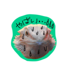 フトアゴみかん太くん（個別スタンプ：33）